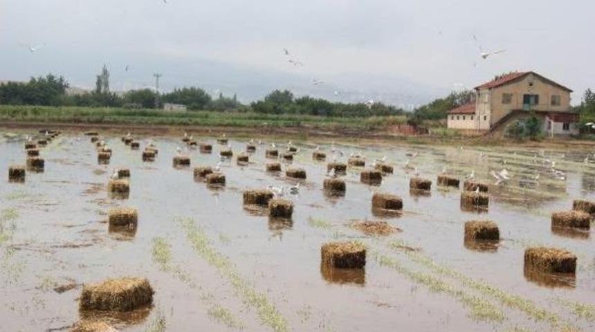 Yağmur, Menemen'de &Uuml;reticileri Vurdu
