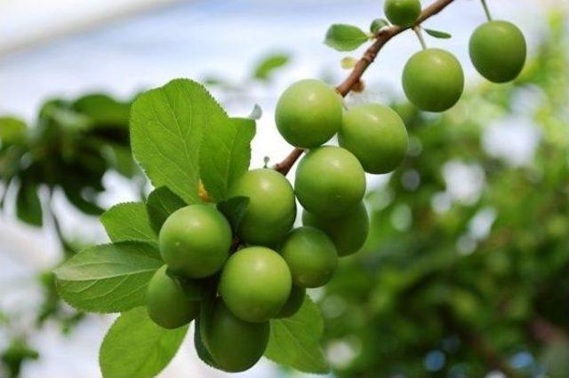 Bolu’da Parklara Vatandaşların Yiyebileceği Meyve Ağaçları Dikiliyor