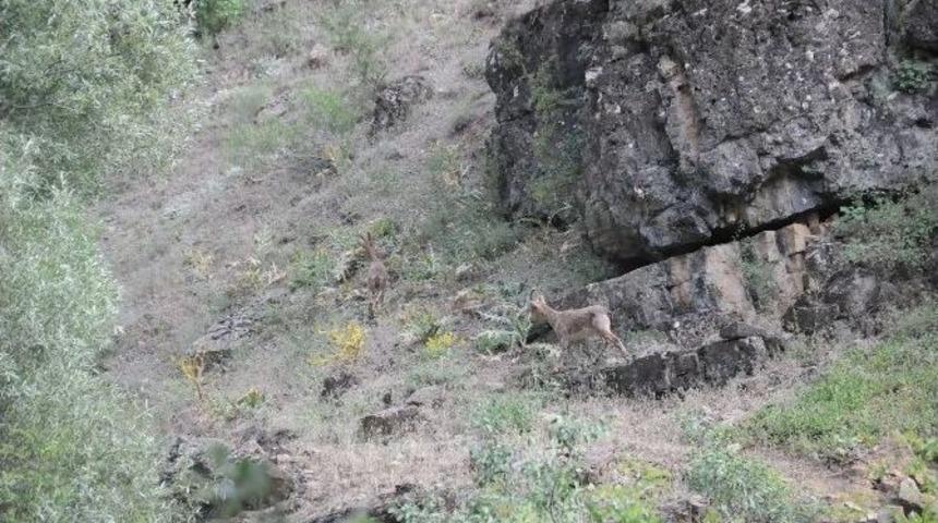 Yaban Dağ Ke&ccedil;ileri Bu Defa Şehrin Yakınlarında G&ouml;r&uuml;nt&uuml;lendi