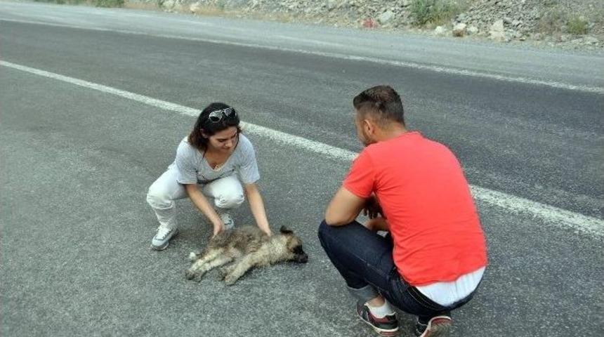 Vicdansız S&uuml;r&uuml;c&uuml; Yavru K&ouml;peğe &Ccedil;arparak Ka&ccedil;tı