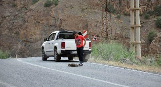 Vicdansız Sürücü Yavru Köpeğe Çarparak Kaçtı