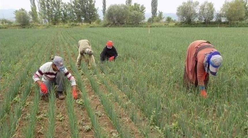 Mevsimlik Tarım İş&ccedil;ilerine Tarım, Beslenme Ve Bebek Bakımı Eğitimi