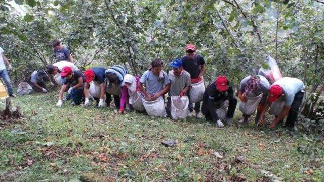 Ordu Valisi: Suriyelilerin Fındık Hasadında Çalıştırılmasını Değerlendiriyoruz