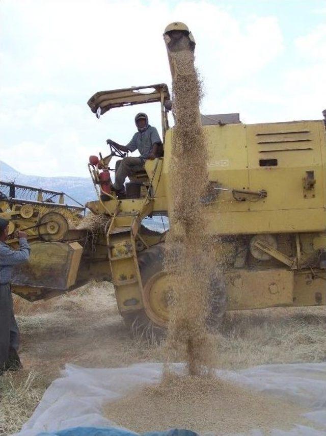 Korkuteli’nde Hasat Öncesi Çiftçilere Uyarı