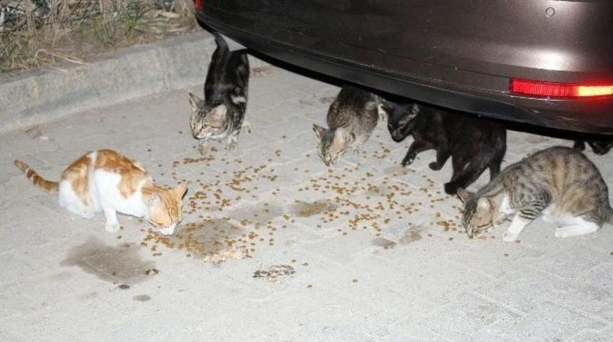 Sokak Hayvanlarının Annesi Oldu
