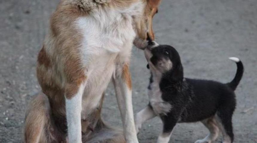 Annelerinin Terk Ettiği Yavru K&ouml;peklere Başka Bir K&ouml;pek Sahip &Ccedil;ıktı