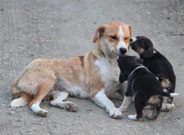 Annelerinin Terk Ettiği Yavru Köpeklere Başka Bir Köpek Sahip Çıktı