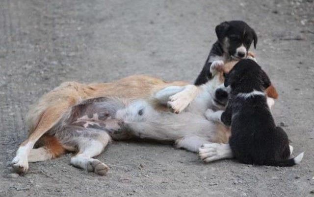 Annelerinin Terk Ettiği Yavru Köpeklere Başka Bir Köpek Sahip Çıktı