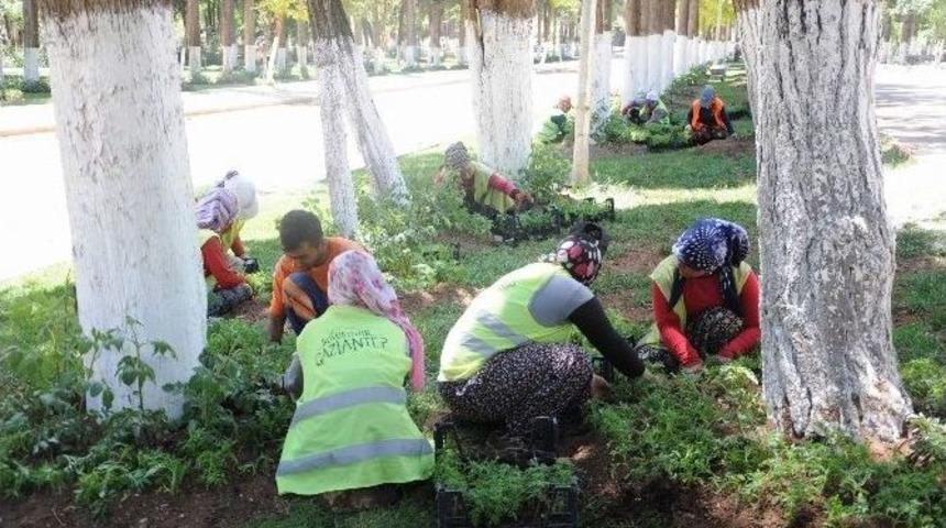 Gaziantep&rsquo;teki Mezarlıklar Kadınların Ellerinde &Ccedil;i&ccedil;ek A&ccedil;ıp Yeşilleniyor