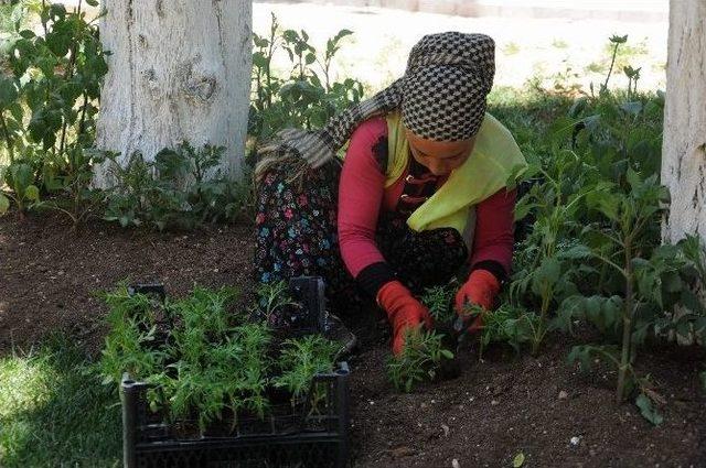 Gaziantep’teki Mezarlıklar Kadınların Ellerinde Çiçek Açıp Yeşilleniyor