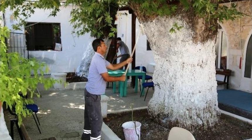 Bodrum&rsquo;daki 90 Caminin Temizliği Ve Bakımı Yapılıyor