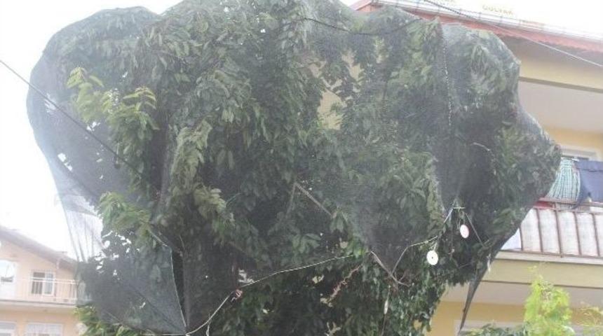 Bah&ccedil;edeki Kirazlara Fileli Koruma