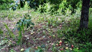 Amasya’da Bir Belde Ve 4 Köyü Dolu Vurdu