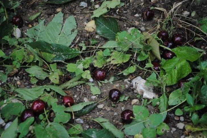 Amasya’da Bir Belde Ve 4 Köyü Dolu Vurdu G1