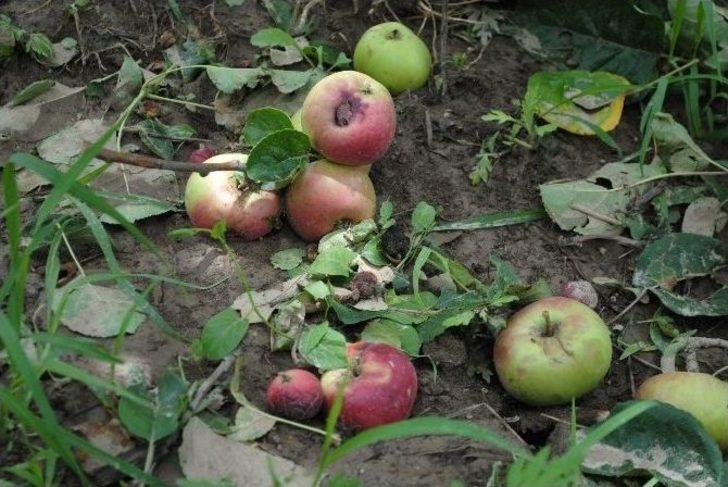 Amasya’da Bir Belde Ve 4 Köyü Dolu Vurdu G3