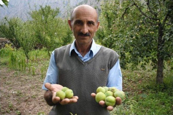 Amasya’da Bir Belde Ve 4 Köyü Dolu Vurdu G4