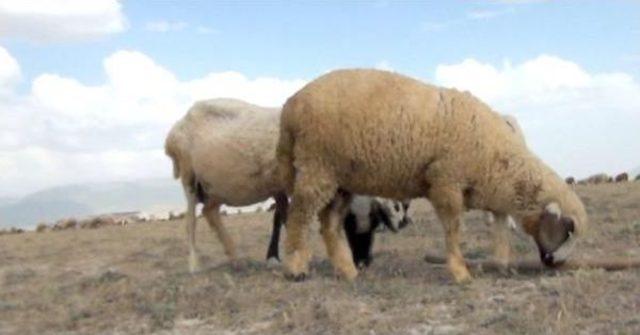 Karapınar&rsquo;Da Kurulması Planlanan G&uuml;neş Panellerine Tepki 3