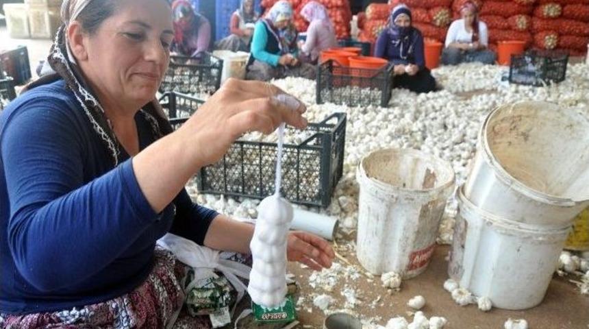 (&ouml;zel Haber) Sarımsak &Uuml;reticileri Sınır Ticaretinden Yana Dertli