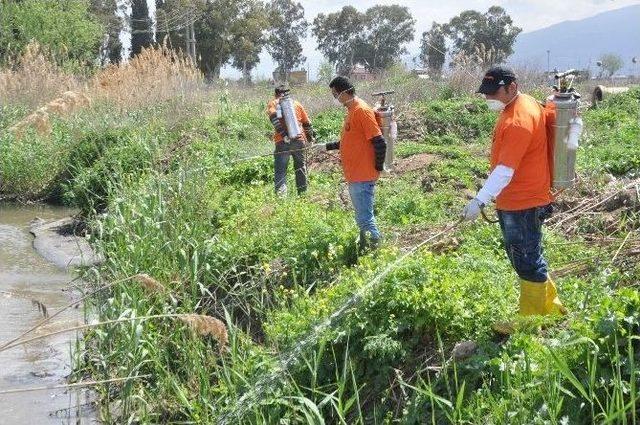 Nazilli’de İlaçlama Çalışmaları Aralıksız Sürüyor