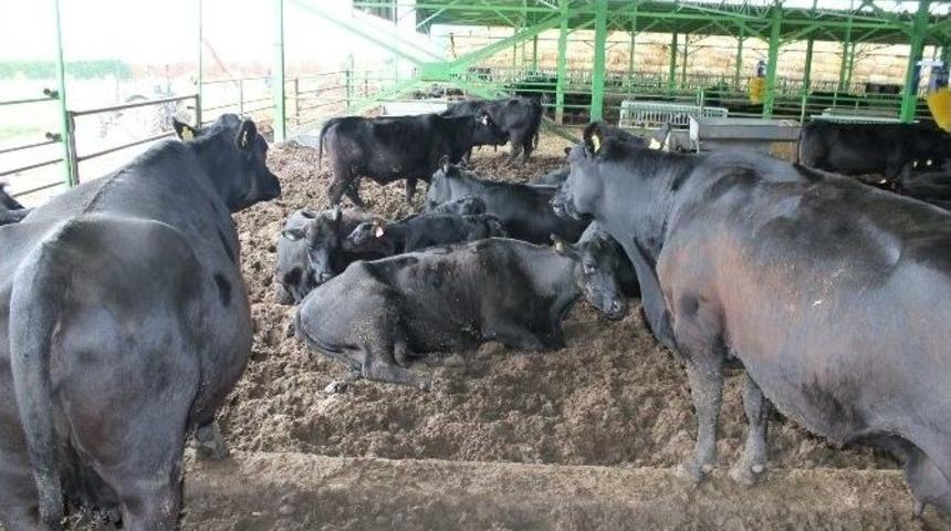 Avrupa T&uuml;rkiye&rsquo;de Yetişen Angusların Peşinde