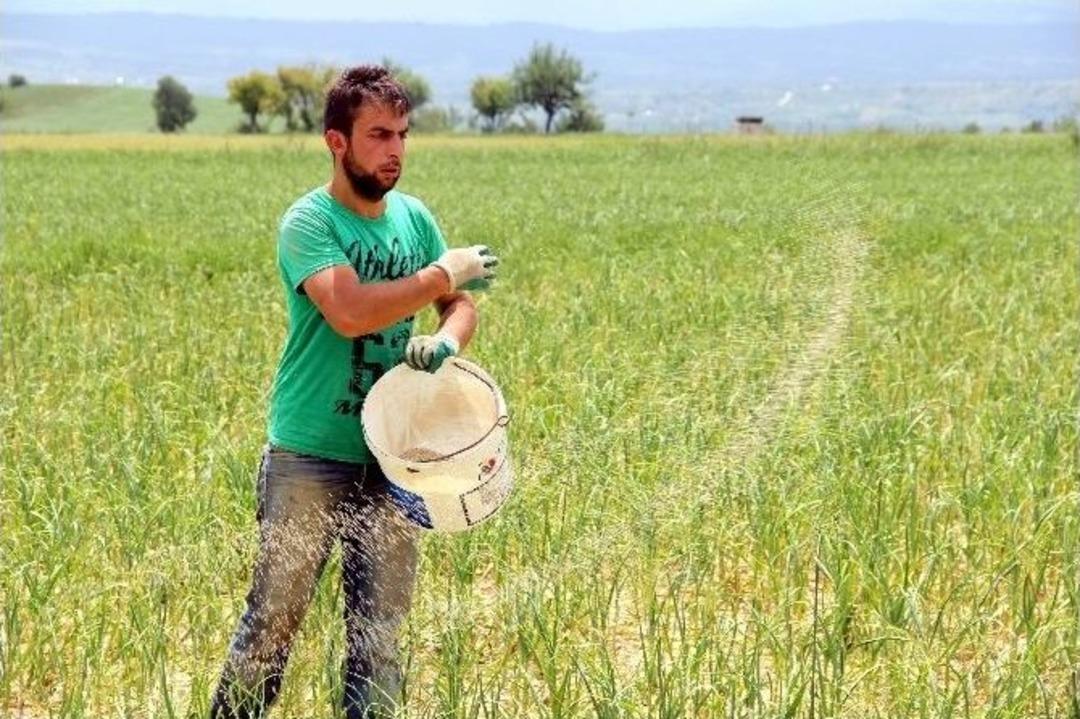 (&ouml;zel Haber) Kastamonu&rsquo;da &lsquo;beyaz Altın&rsquo;ı Dolu Vurdu