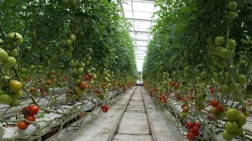 Kayseri Şeker Domatesleri Sofralarda