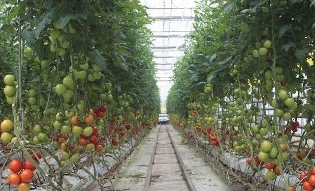 Kayseri Şeker Domatesleri Sofralarda 1