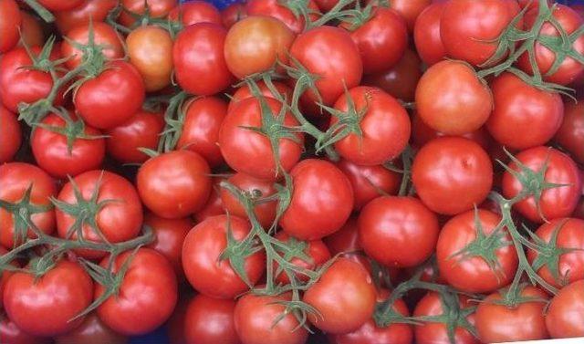 Kayseri Şeker Domatesleri Sofralarda 2
