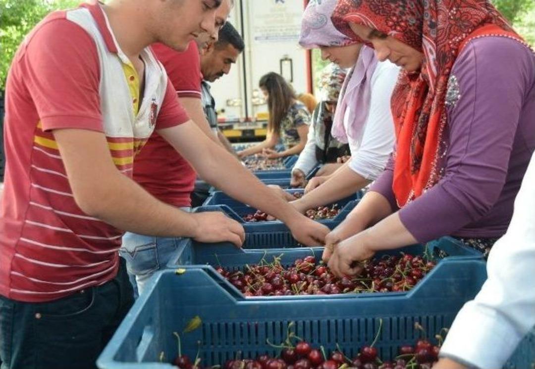 Yeşilyurt&rsquo;ta Kiraz Hasadı Başladı