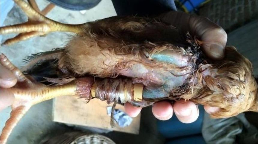 Aydın&rsquo;da Sansarlar K&uuml;meslere Dadandı