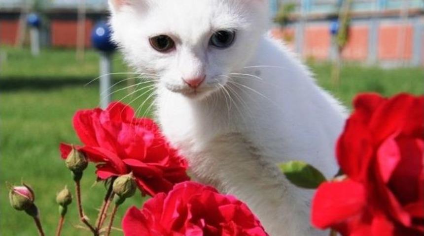 Van Kedileri G&uuml;n Işığına &Ccedil;ıktı