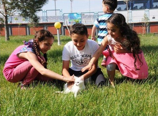 Van Kedileri Gün Işığına Çıktı