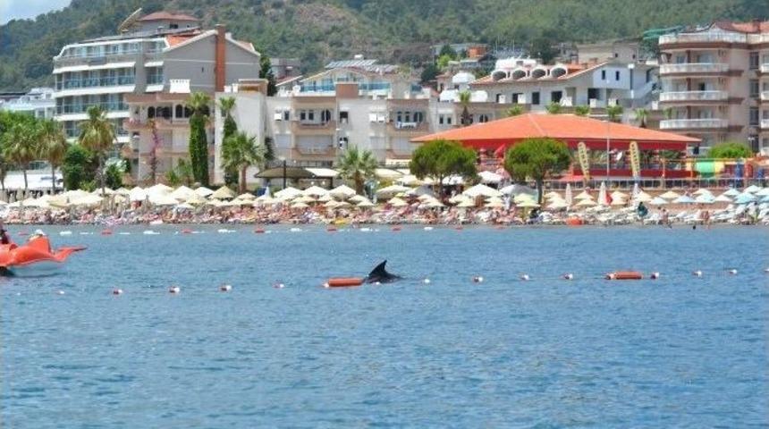 Turistlere Sahilde Yunus S&uuml;rprizi