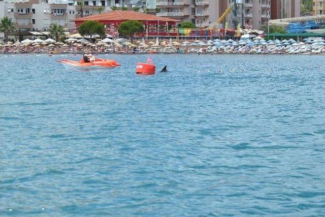 Turistlere Sahilde Yunus S&uuml;rprizi 2