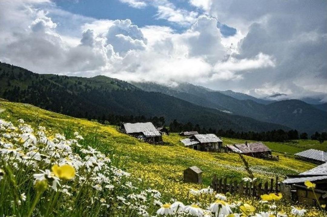 G&uuml;m&uuml;şhane&rsquo;nin Bitki Sayısı Ve &Ccedil;eşidinde Artış