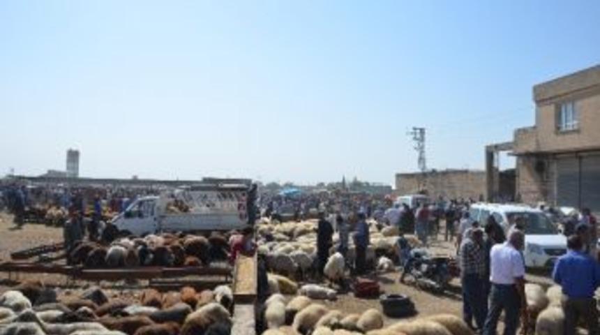 Kasaplardan, Hayvan Pazarı Tepkisi