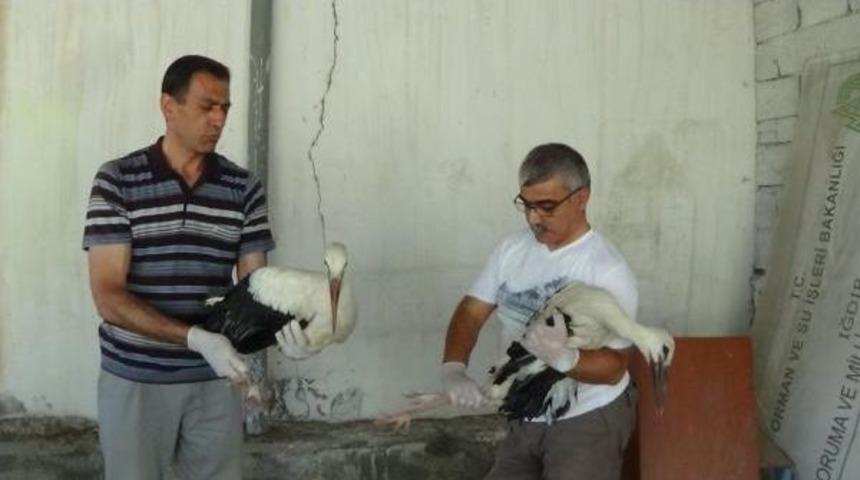 Yangından Kurtarılan Yavru Leyleklere Tedavi