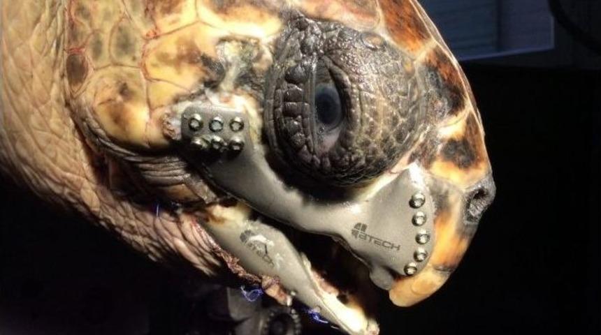 Caretta Carettaya "3d &Ccedil;ene Protezi" &Ouml;d&uuml;l Getirdi