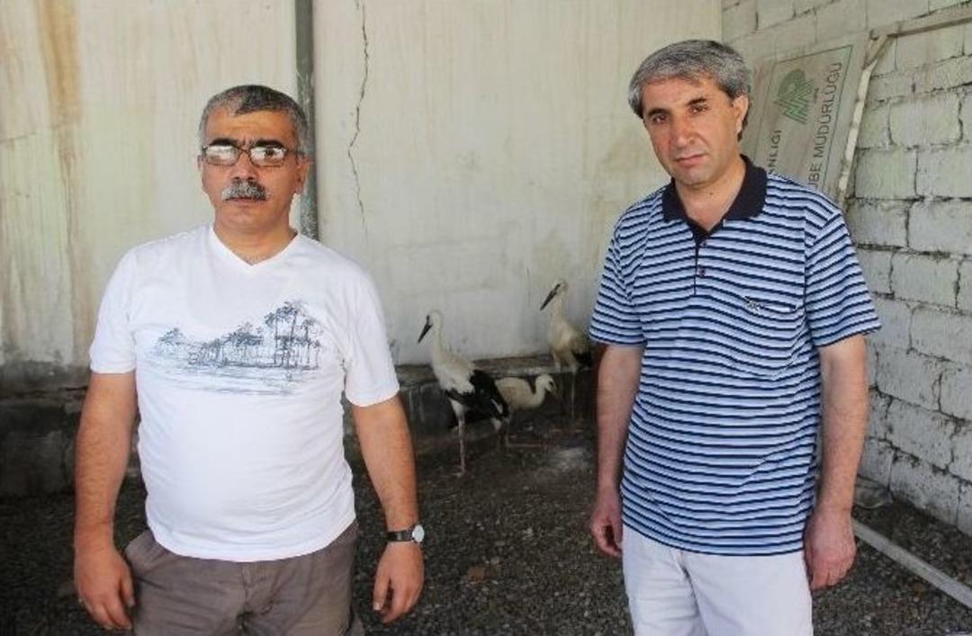 Ot Yangınında Yaralanan Leylek Yavruları Tedavi Edildi