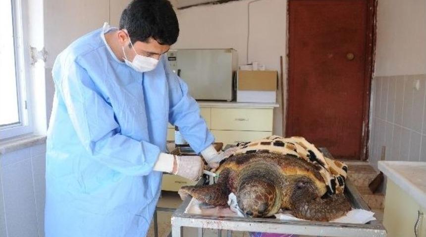 Yaralı Caretta Caretta, Belediye Ekiplerini Harekete Ge&ccedil;irdi