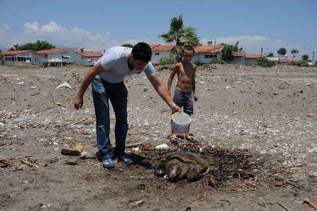 Yaralı Caretta Caretta, Belediye Ekiplerini Harekete Ge&ccedil;irdi 1