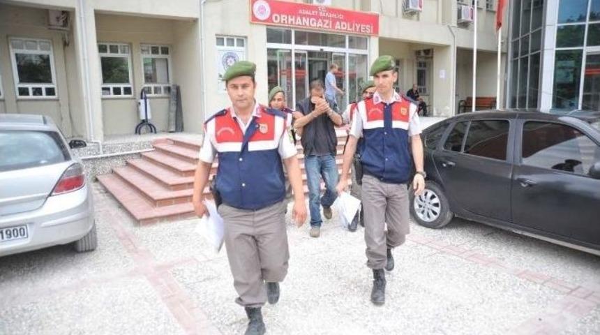 Marmara&rsquo;da 220 Adet Hayvan &Ccedil;alan Şahıs İstanbul&rsquo;da Yakalandı