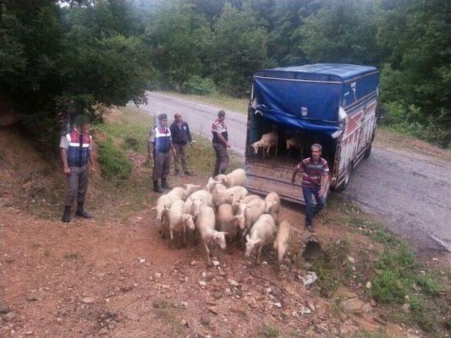 Marmara’da 220 Adet Hayvan Çalan Şahıs İstanbul’da Yakalandı