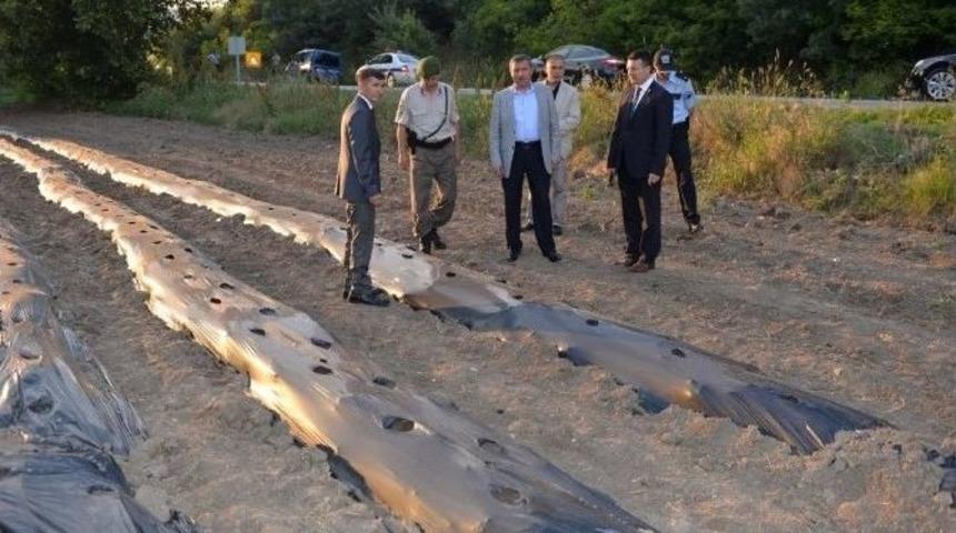 Vali Şerif Yılmaz: Domani&ccedil;, Mantar Yetiştiriciliği İ&ccedil;in Uygun Bir İklime Sahip