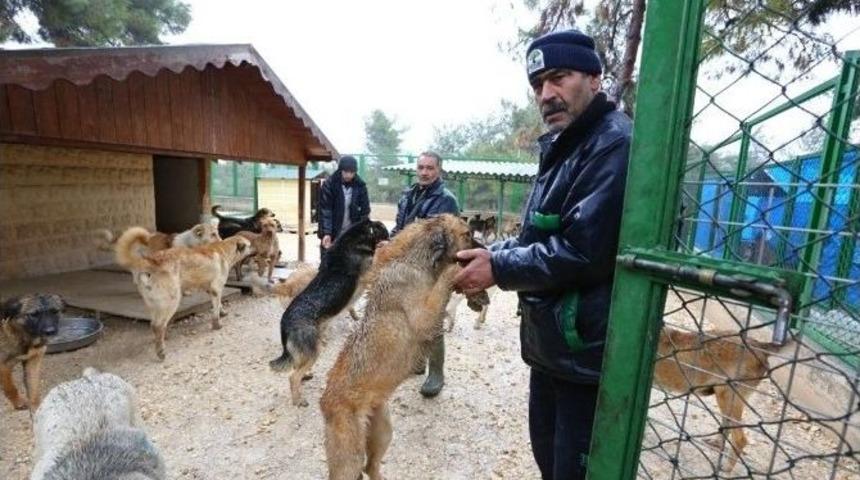 B&uuml;y&uuml;kşehir, Nizip&rsquo;teki K&ouml;pek Barınağını İyileştirecek