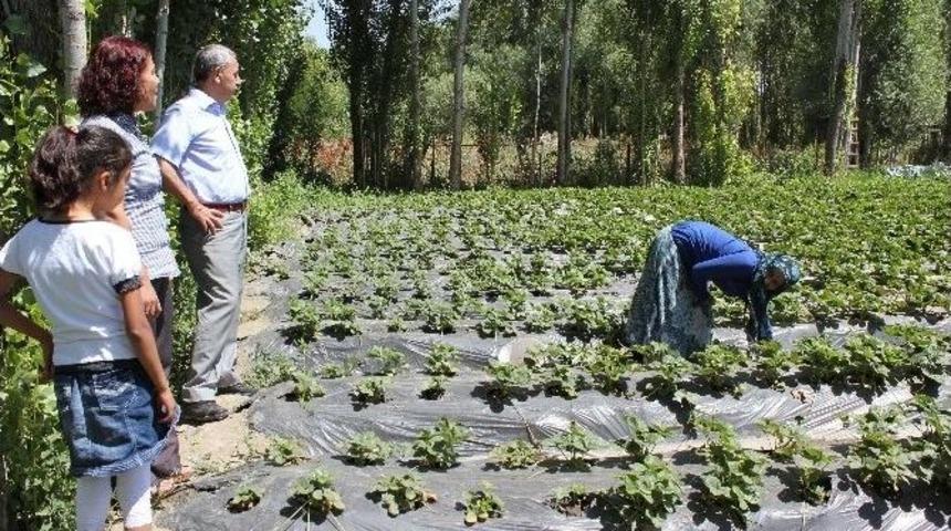 Muş&rsquo;ta &Ccedil;ilek Bah&ccedil;elerine Bir Yenisi Daha Eklendi