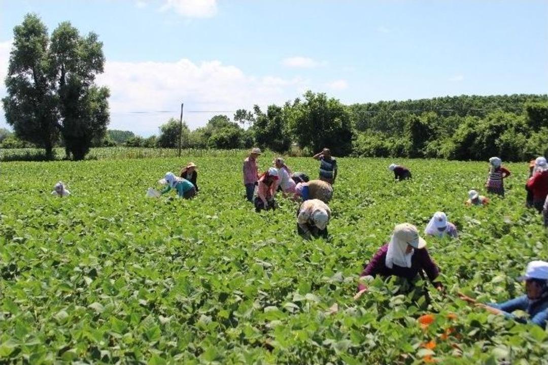 Tarlada Sıcak Altında &Ccedil;alışıp Oru&ccedil; Tutuyorlar