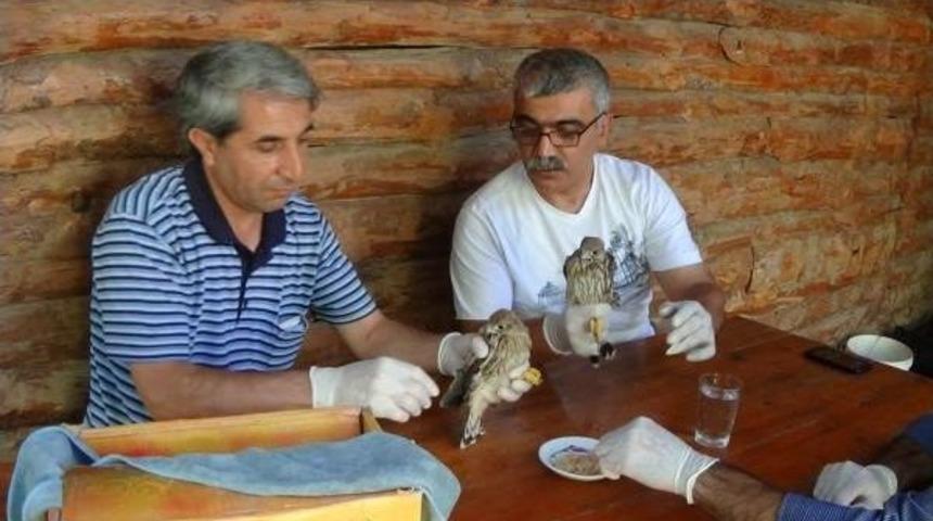 Bitkin Bulunan Kerkenezlere Bakım