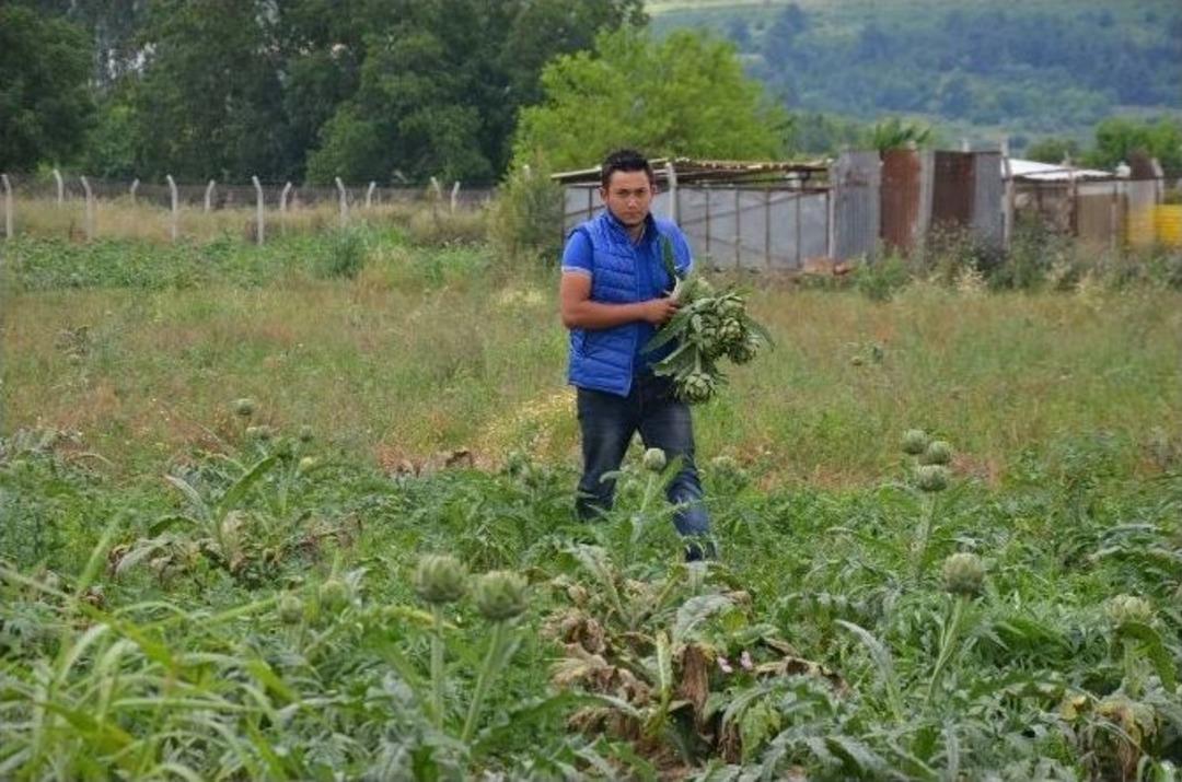 (&ouml;zel Haber) Enginar Yağmura Boyun Eğdi, Fiyatlar U&ccedil;tu