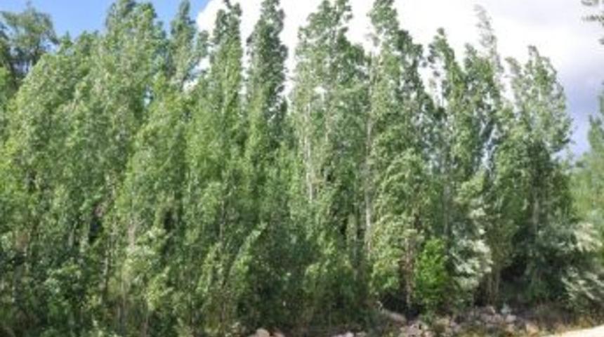 Sarıveliler&rsquo;de Polen &Uuml;reten Kavaklar Kesiliyor